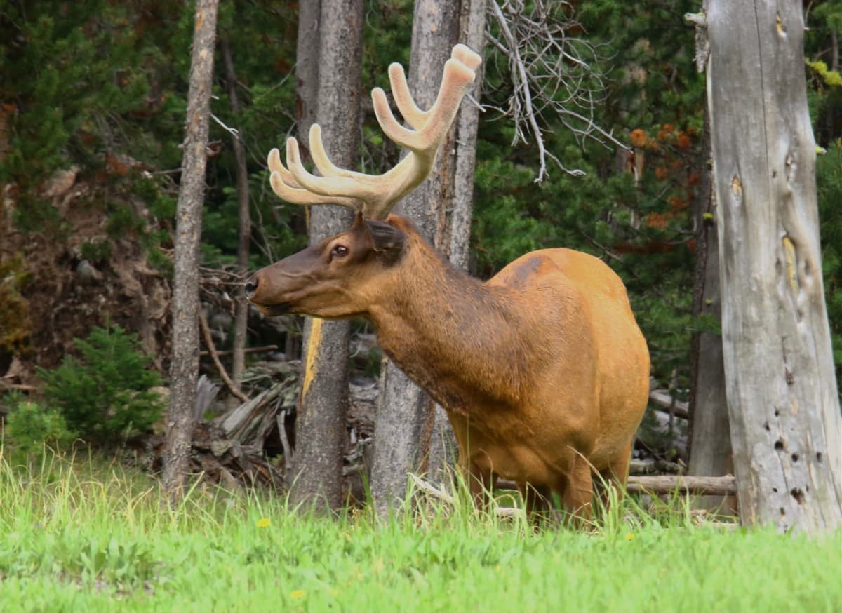 Elk Hunting