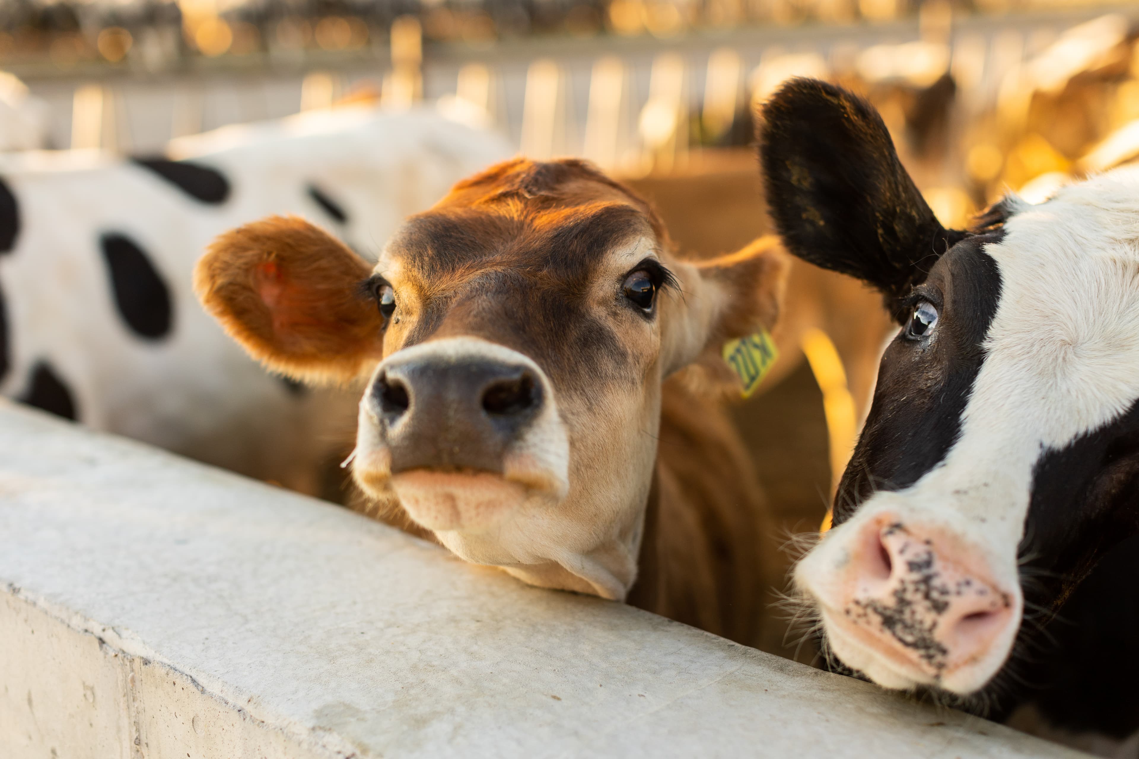 Why Milk Quality Begins Long Before the Processing Plant